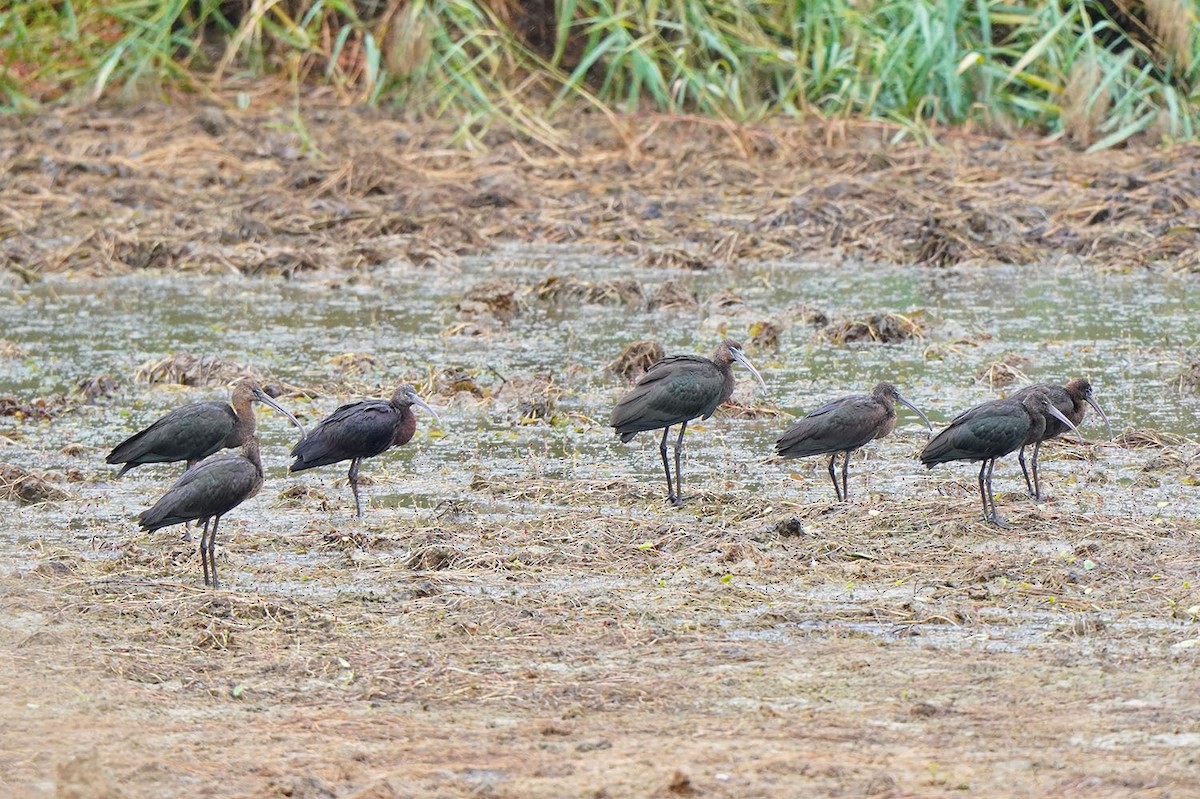 Glossy Ibis - ML642390175