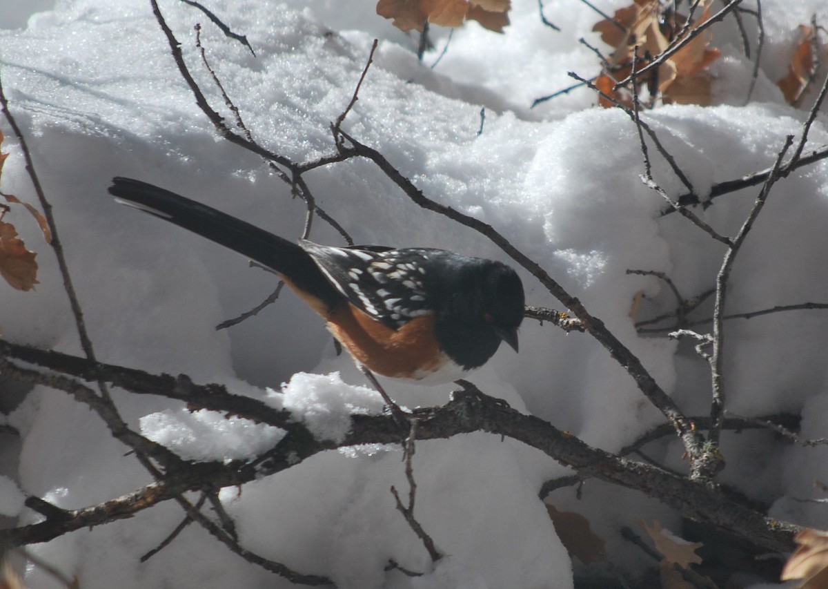 Spotted Towhee - ML642390211