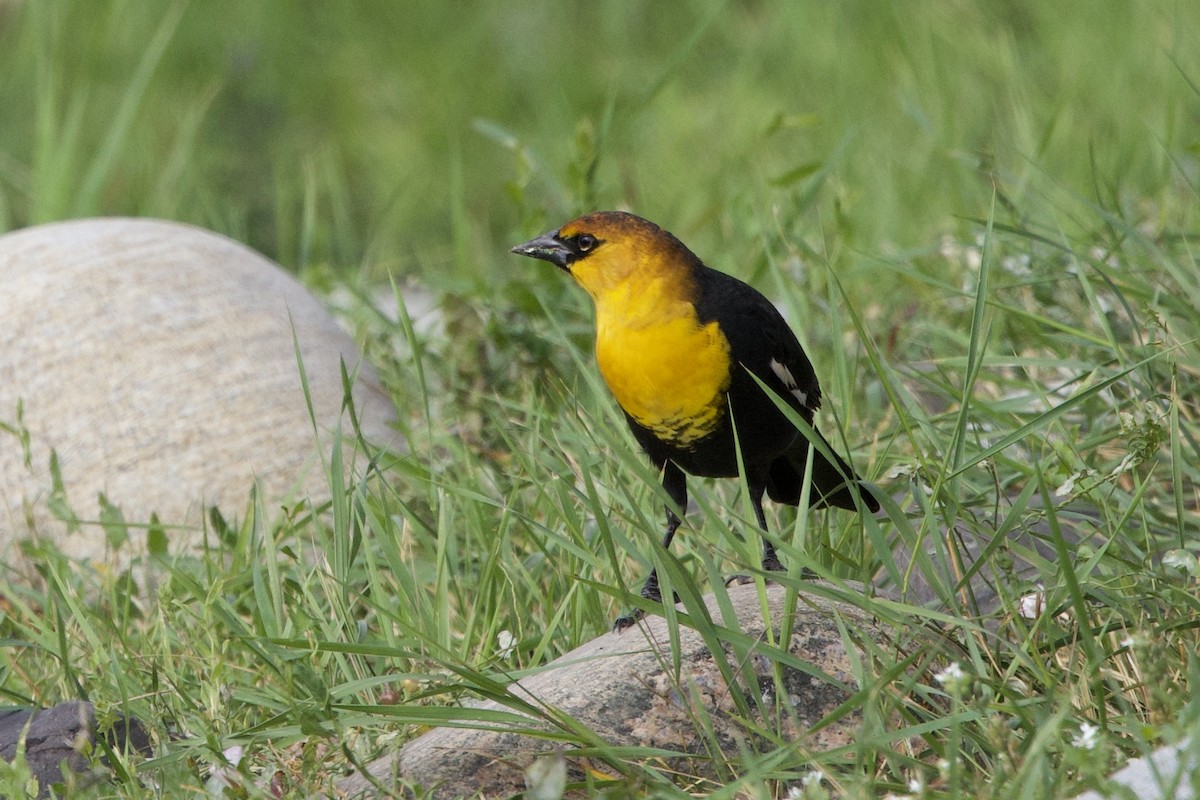 Yellow-headed Blackbird - ML642390215