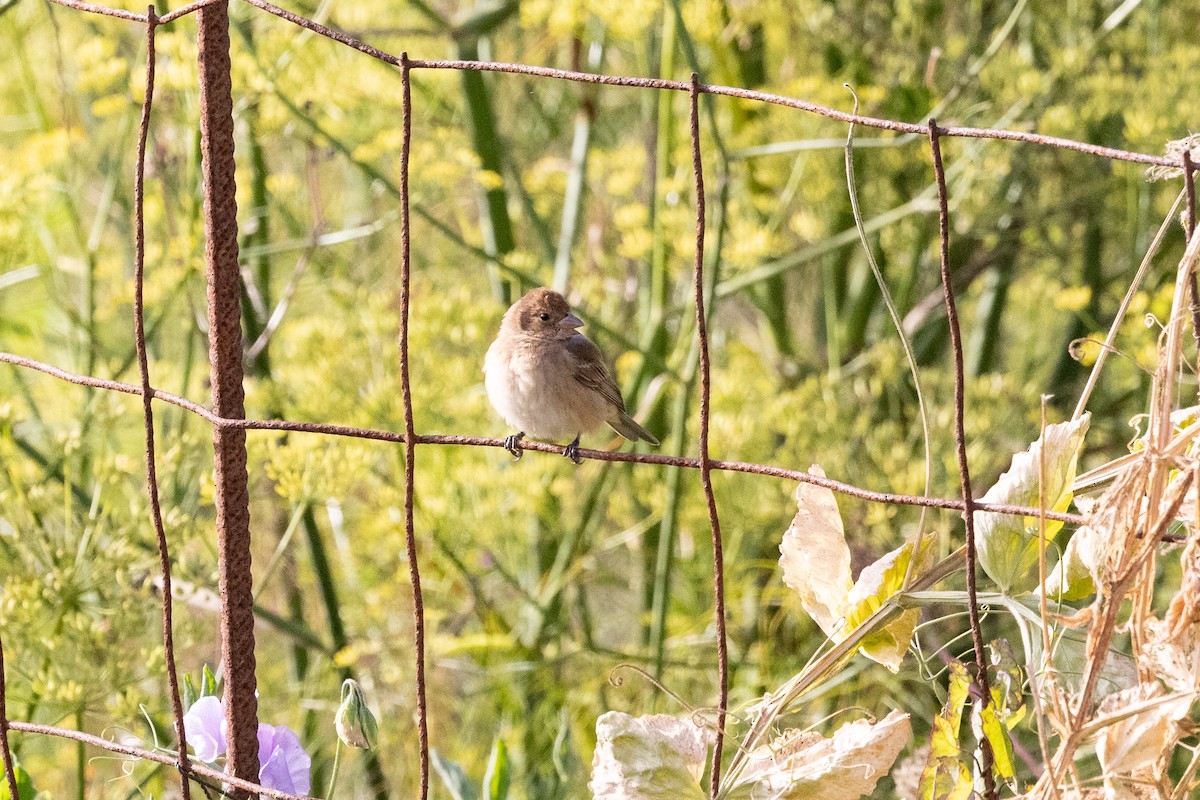 Indigo Bunting - ML642390224