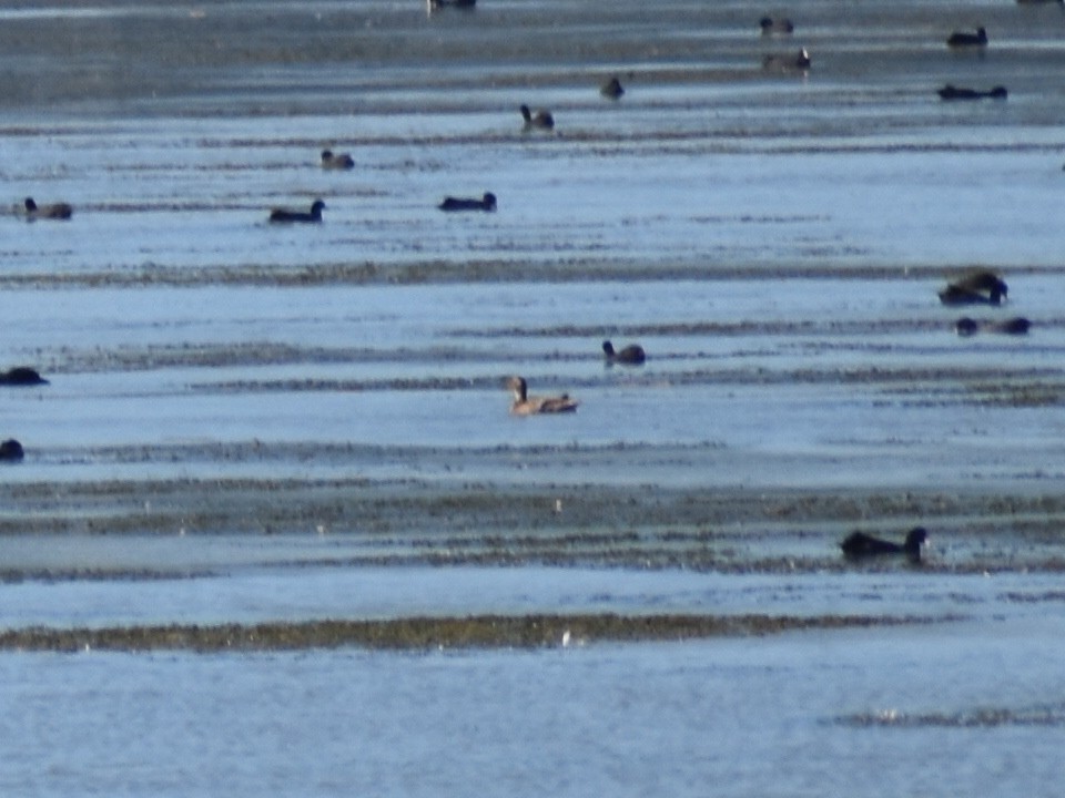 Garganey - ML642390242