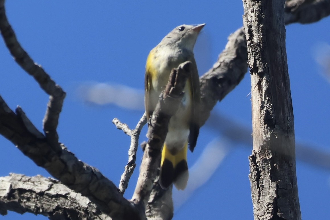 American Redstart - ML642390244