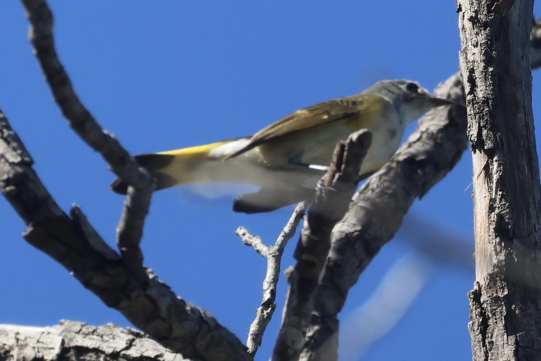 American Redstart - ML642390245