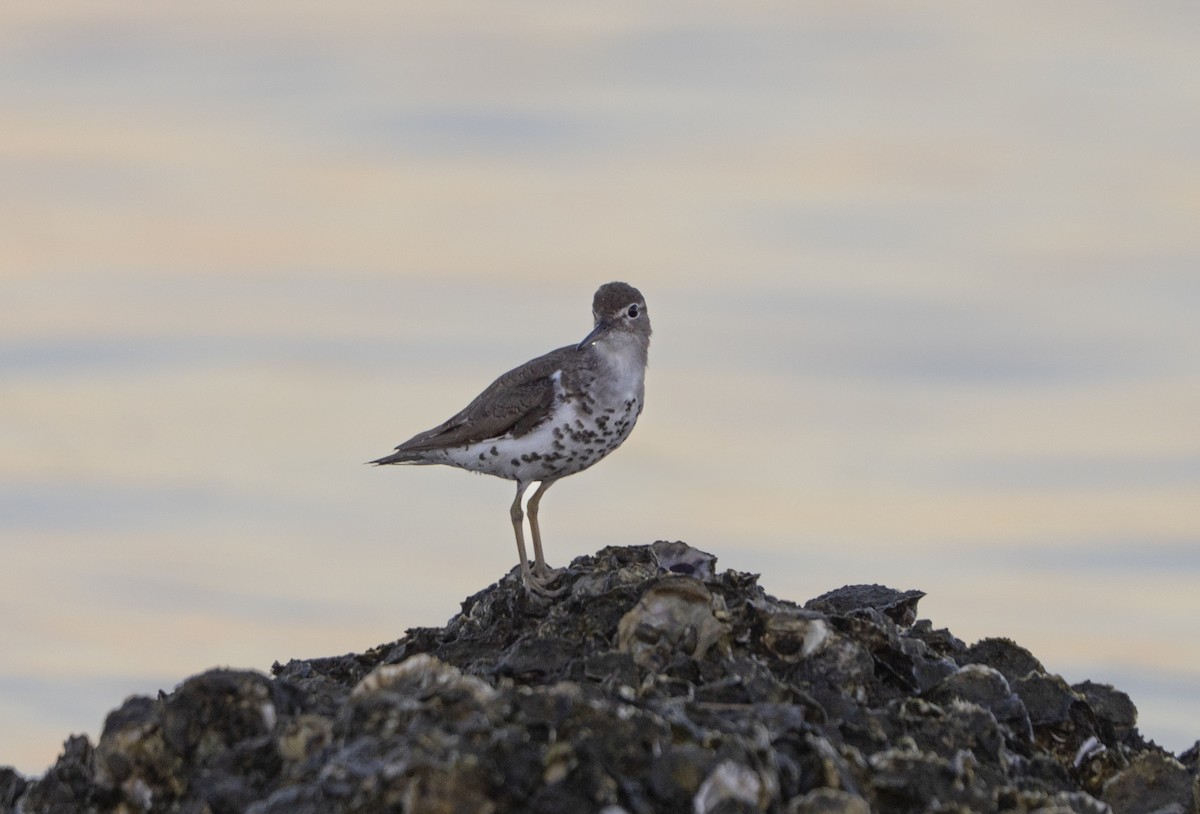 Spotted Sandpiper - ML642390250