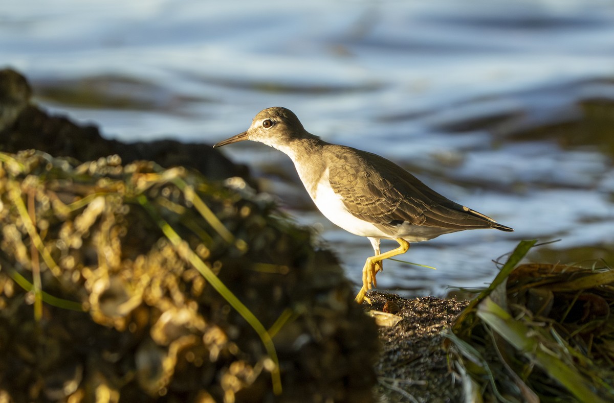 Spotted Sandpiper - ML642390251