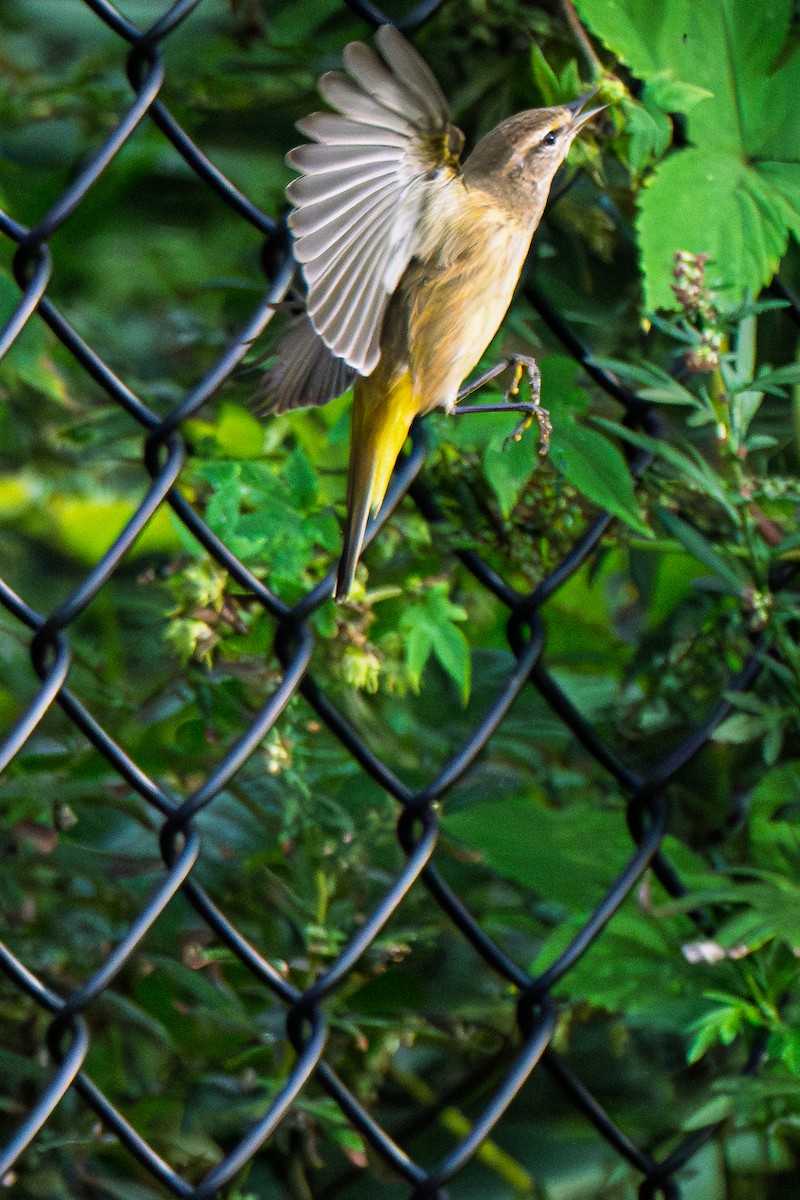 Palm Warbler (Western) - ML642390260