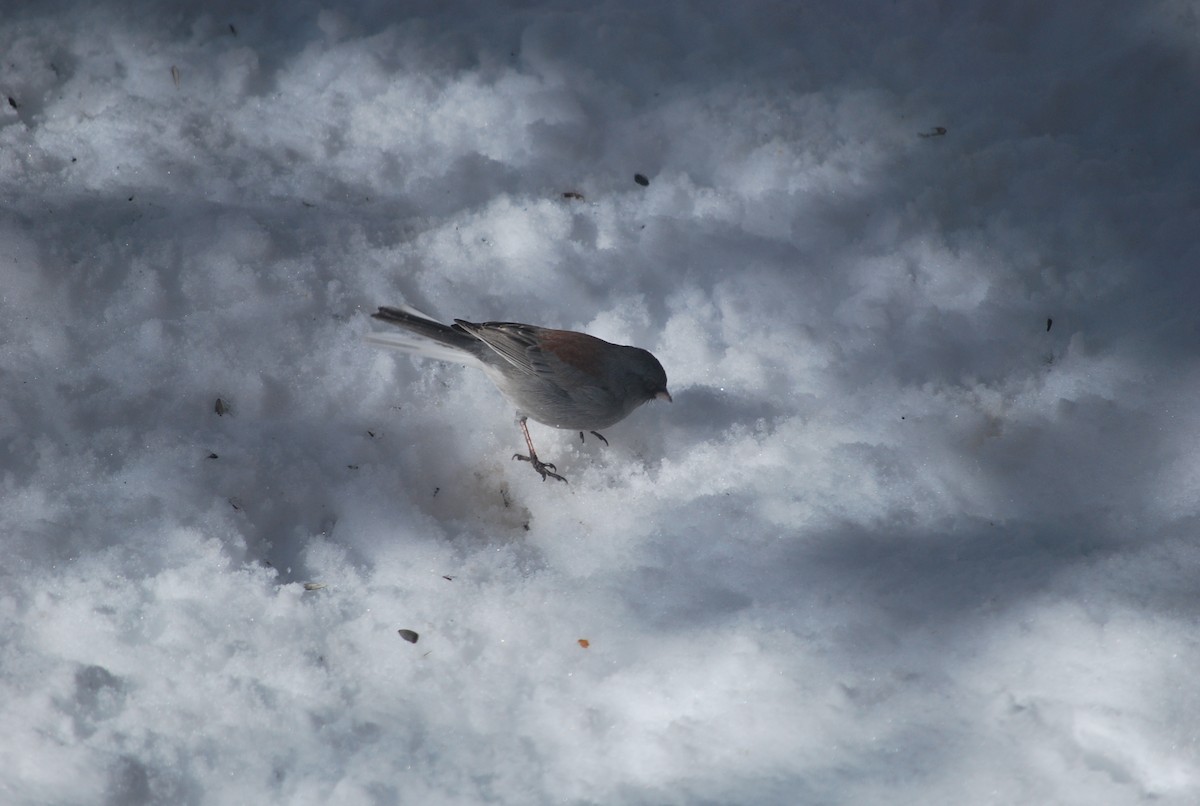 Dark-eyed Junco - ML642390261