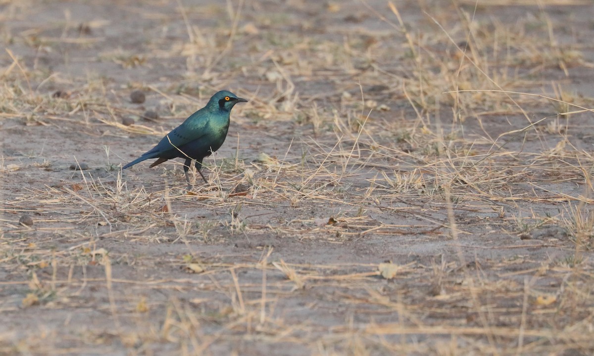 Greater Blue-eared Starling - ML642390264