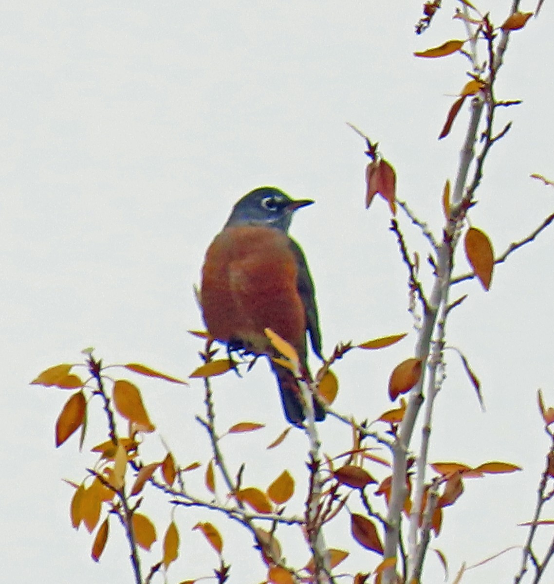 American Robin - ML642390279