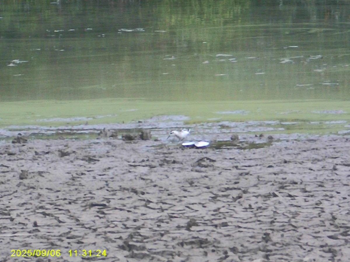 Red Phalarope - ML642390281