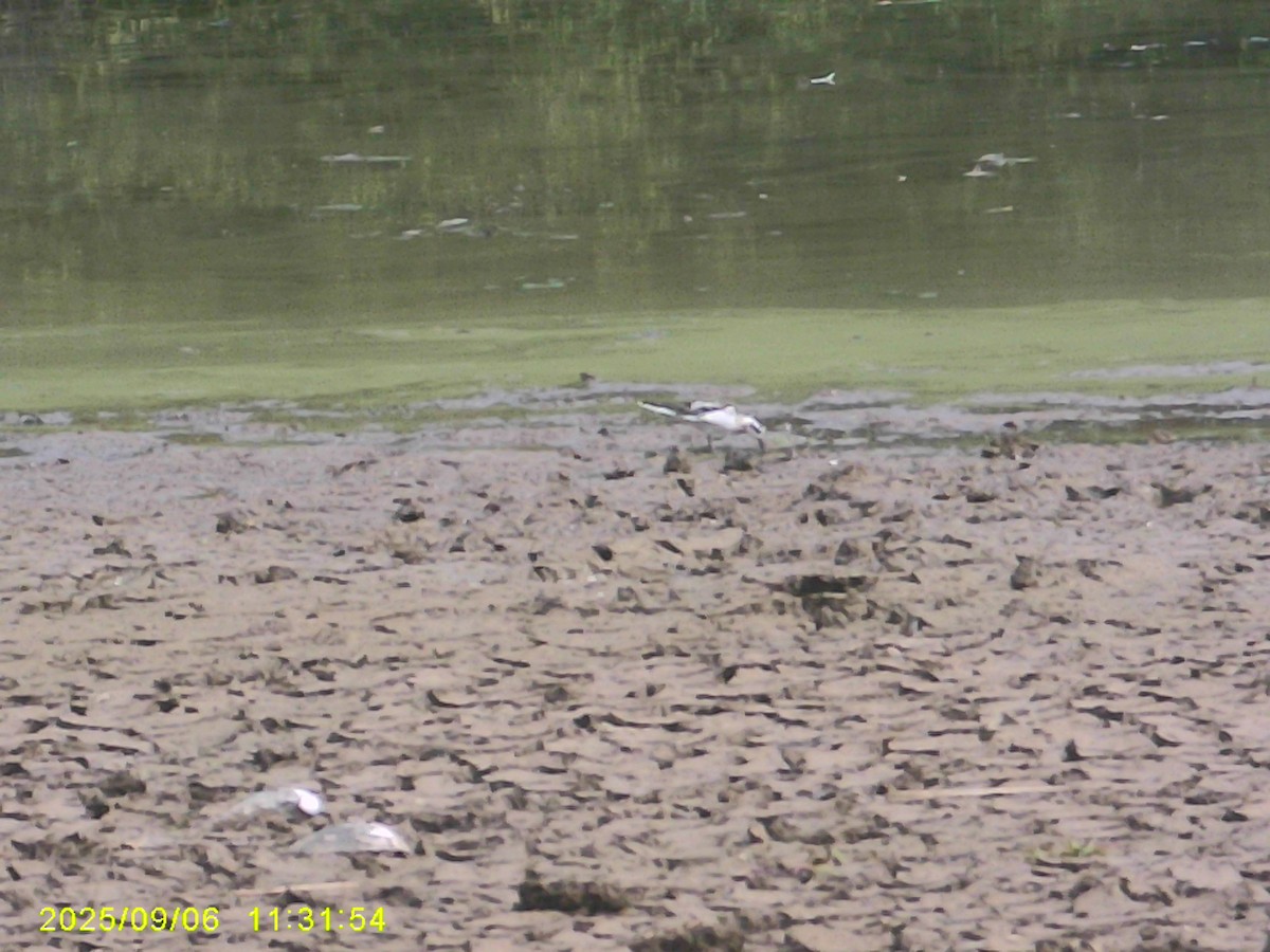 Red Phalarope - ML642390283