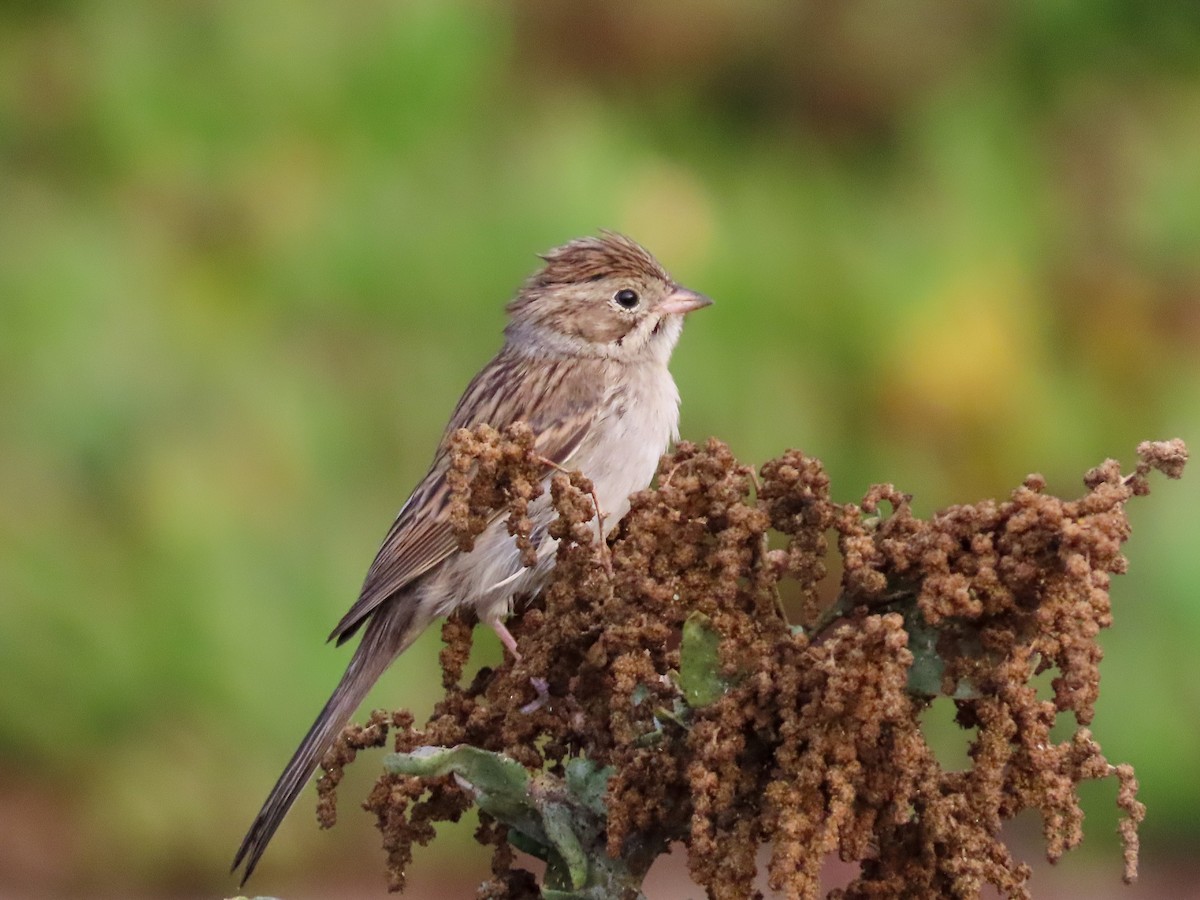 Brewer's Sparrow - ML642390291