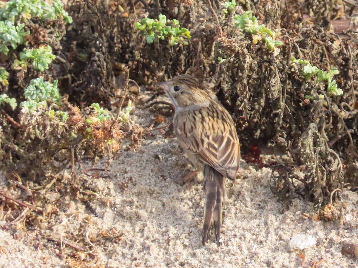 Brewer's Sparrow - ML642390298