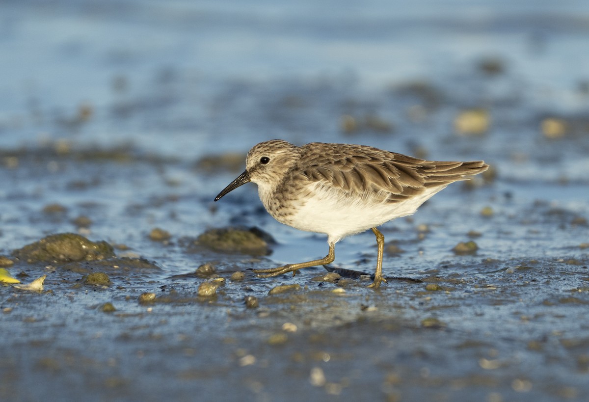 Least Sandpiper - ML642390303