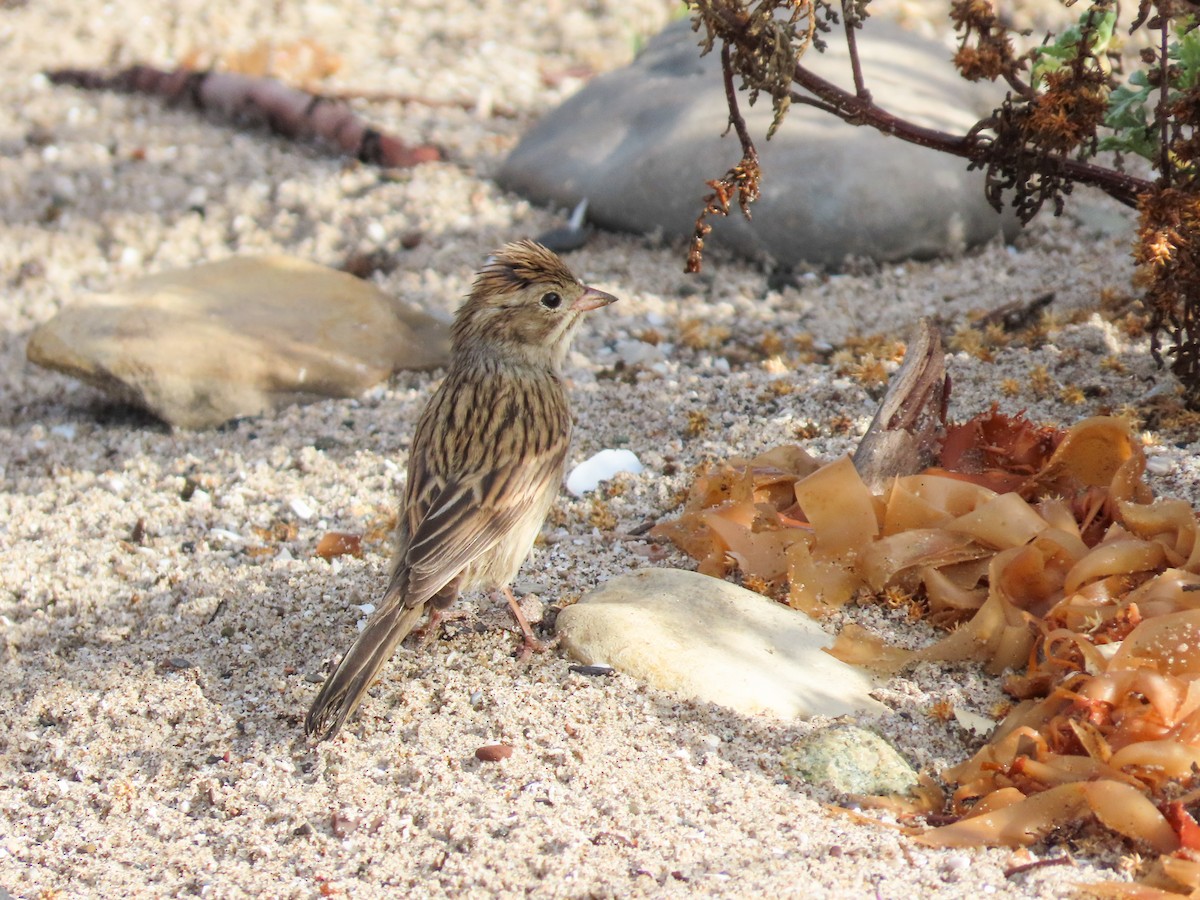 Brewer's Sparrow - ML642390305