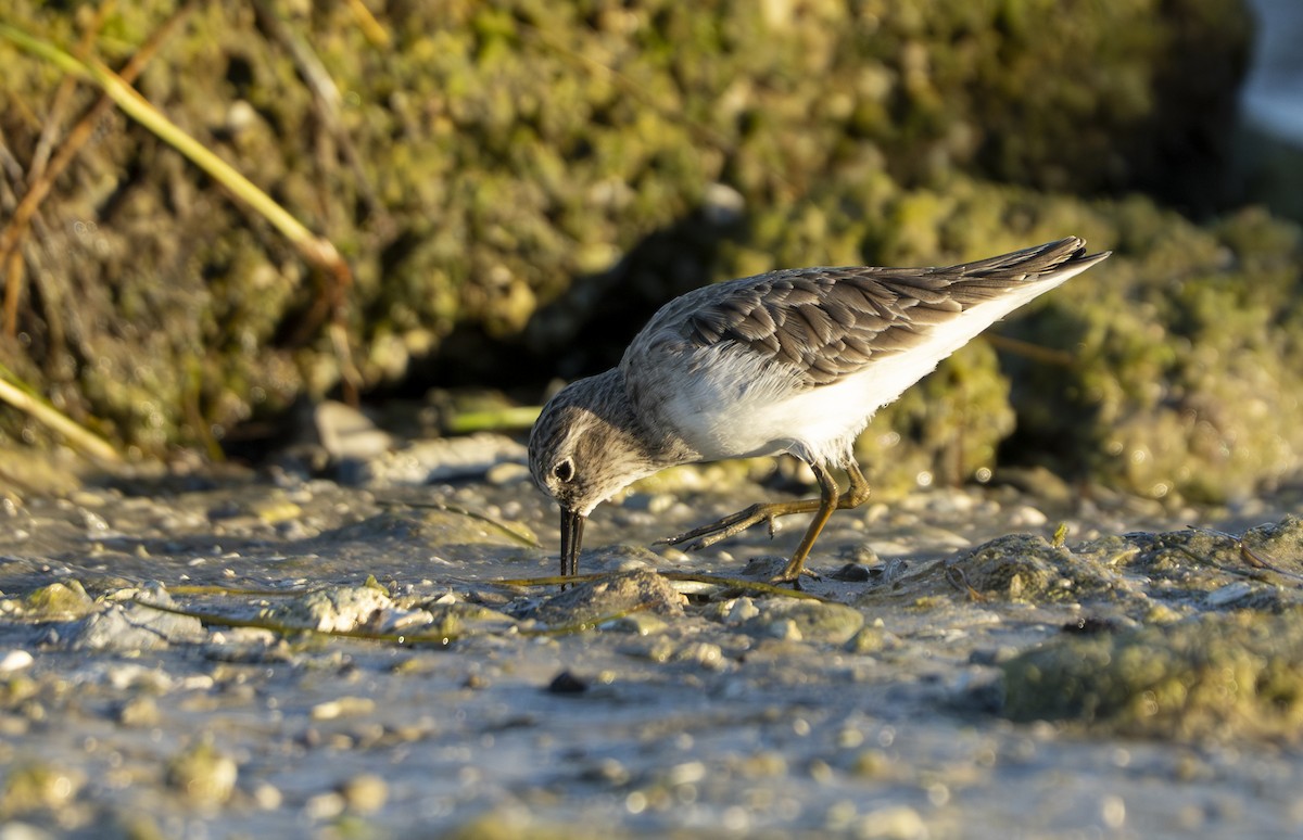 Least Sandpiper - ML642390306