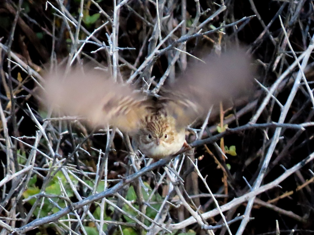 Brewer's Sparrow - ML642390308