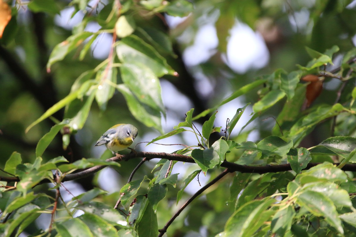 Northern Parula - ML642390323