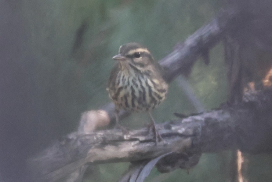 Northern Waterthrush - ML642390325
