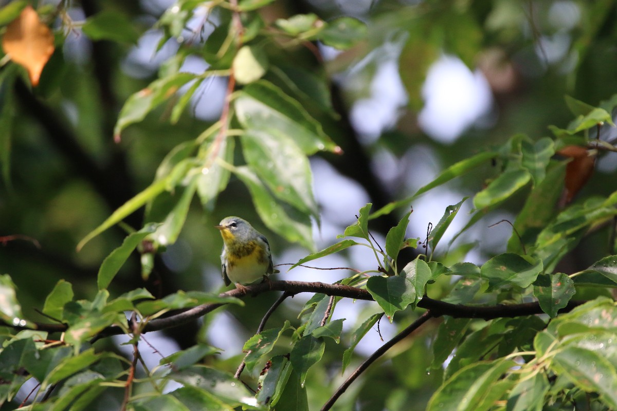 Northern Parula - ML642390326