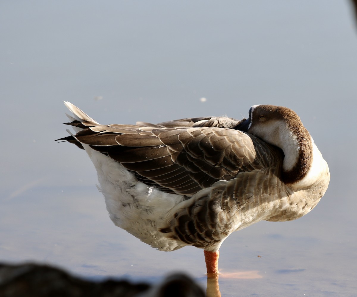 Swan Goose (Domestic type) - ML642390334