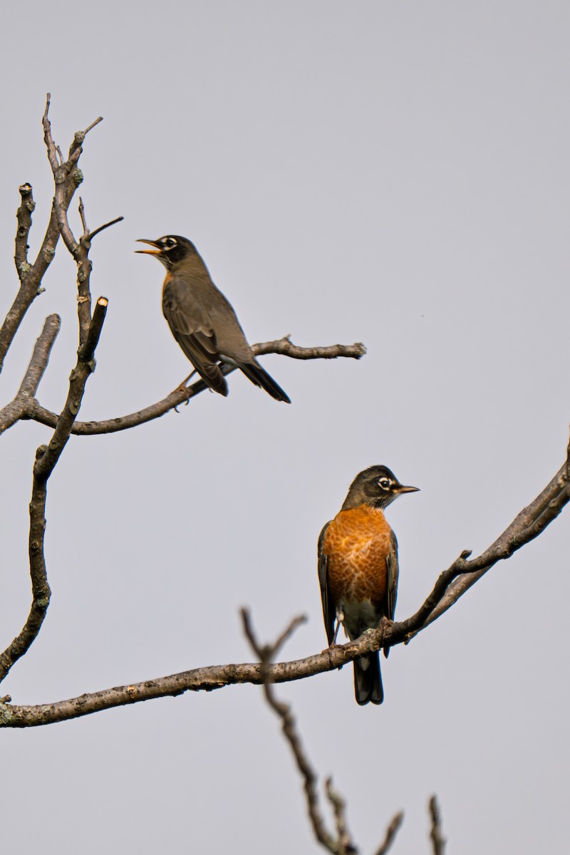 American Robin - ML642390363
