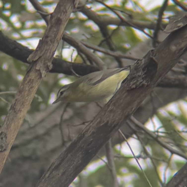 Philadelphia Vireo - ML642390367