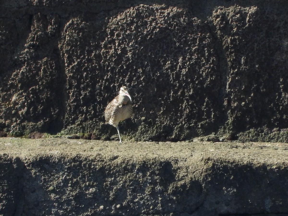 Whimbrel - ML642390378