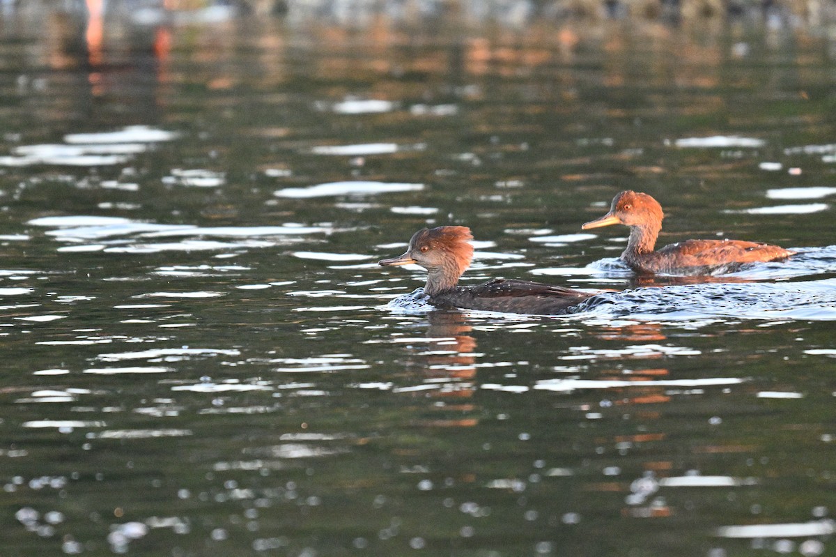 Hooded Merganser - ML642390379