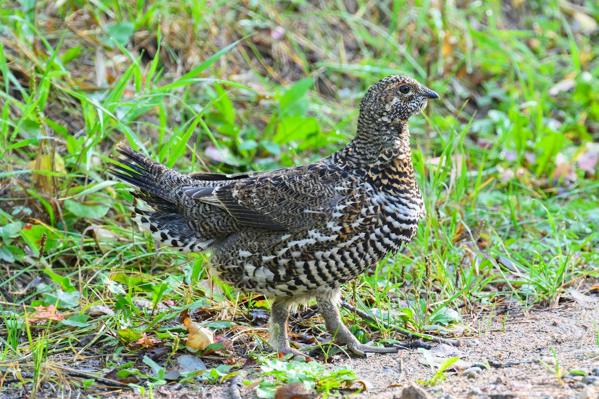 tetřívek kanadský - ML642390380