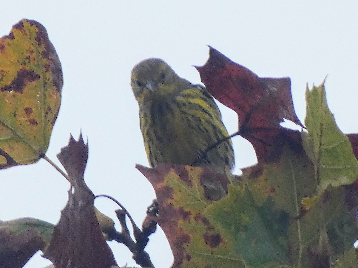 Cape May Warbler - ML642390402