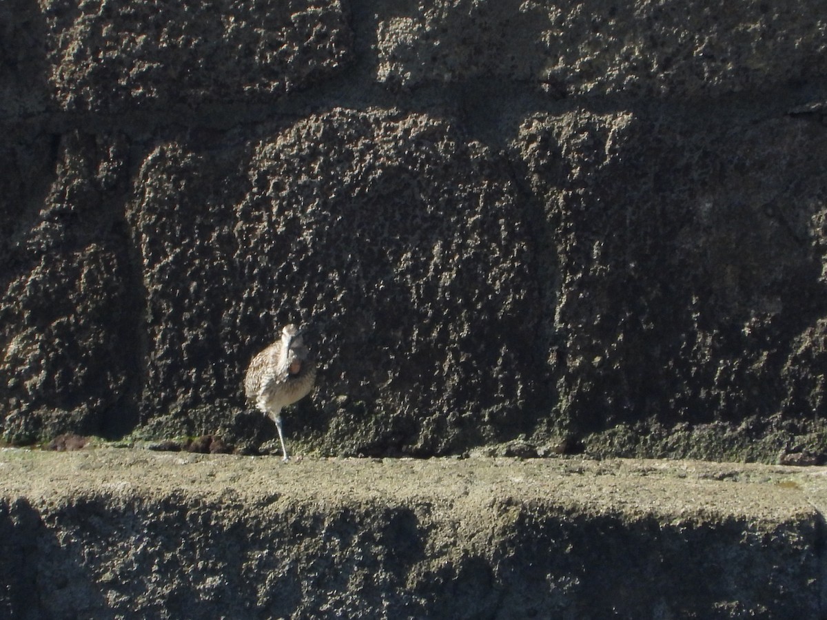Whimbrel - ML642390404