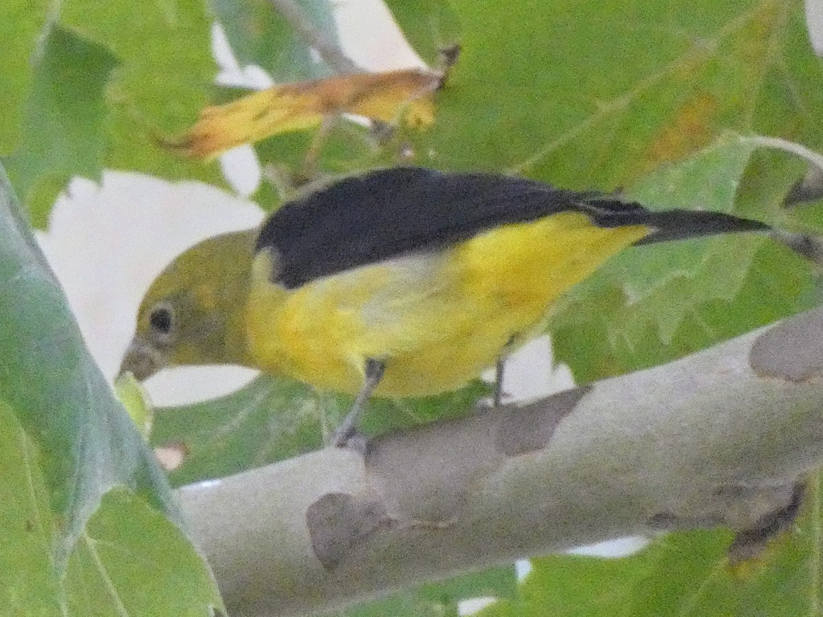 Scarlet Tanager - ML642390425