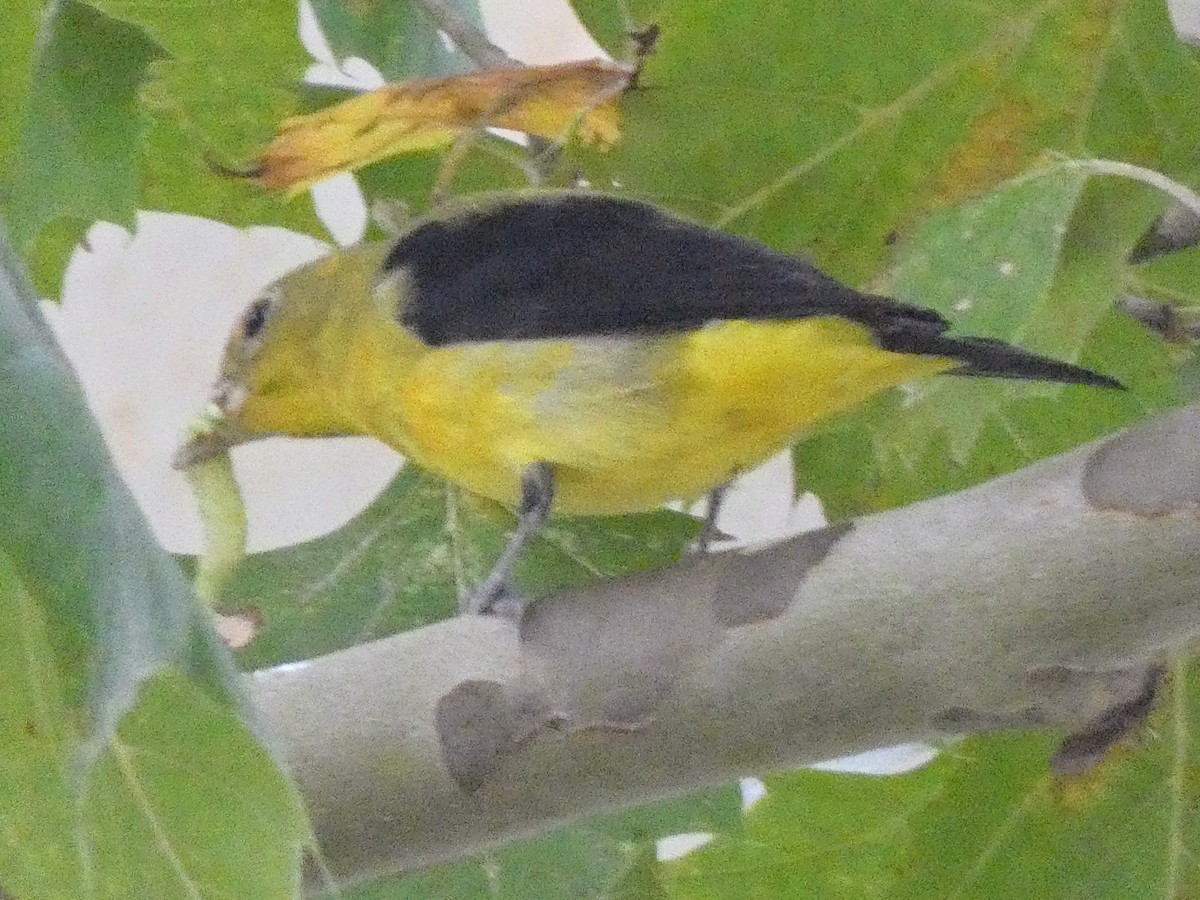 Scarlet Tanager - ML642390426