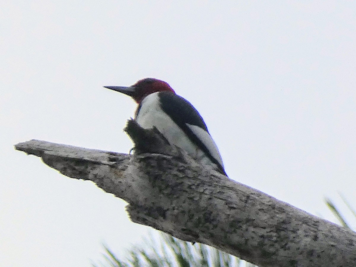 Red-headed Woodpecker - ML642390450