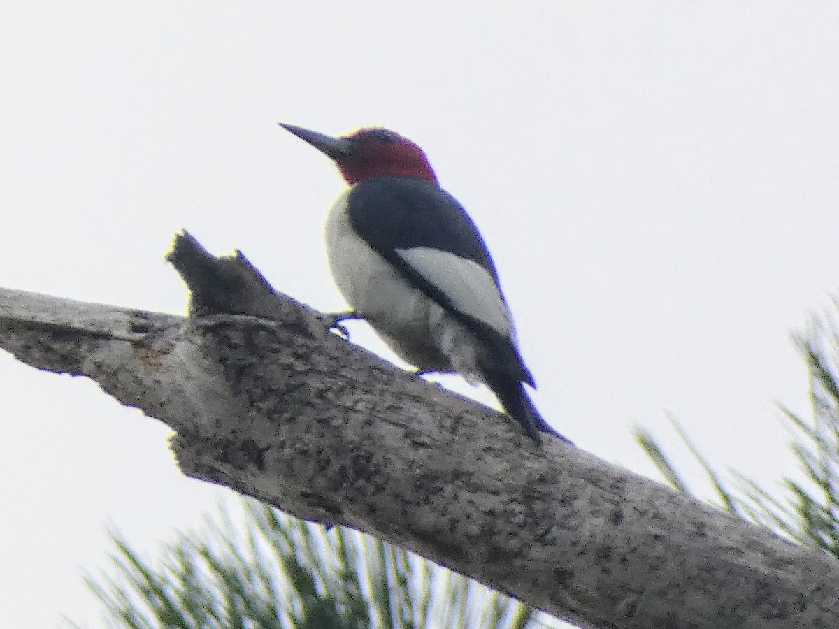 Red-headed Woodpecker - ML642390451