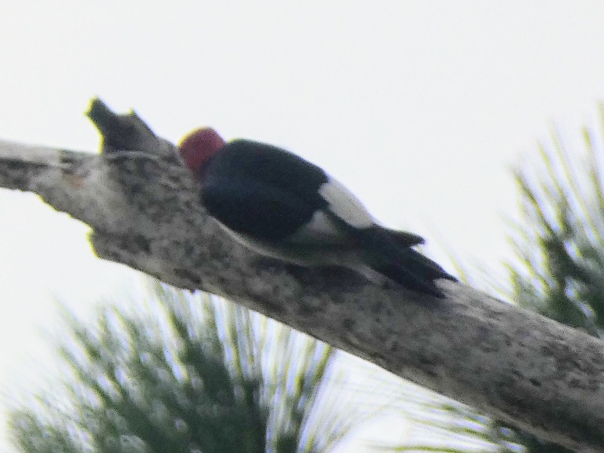 Red-headed Woodpecker - ML642390452