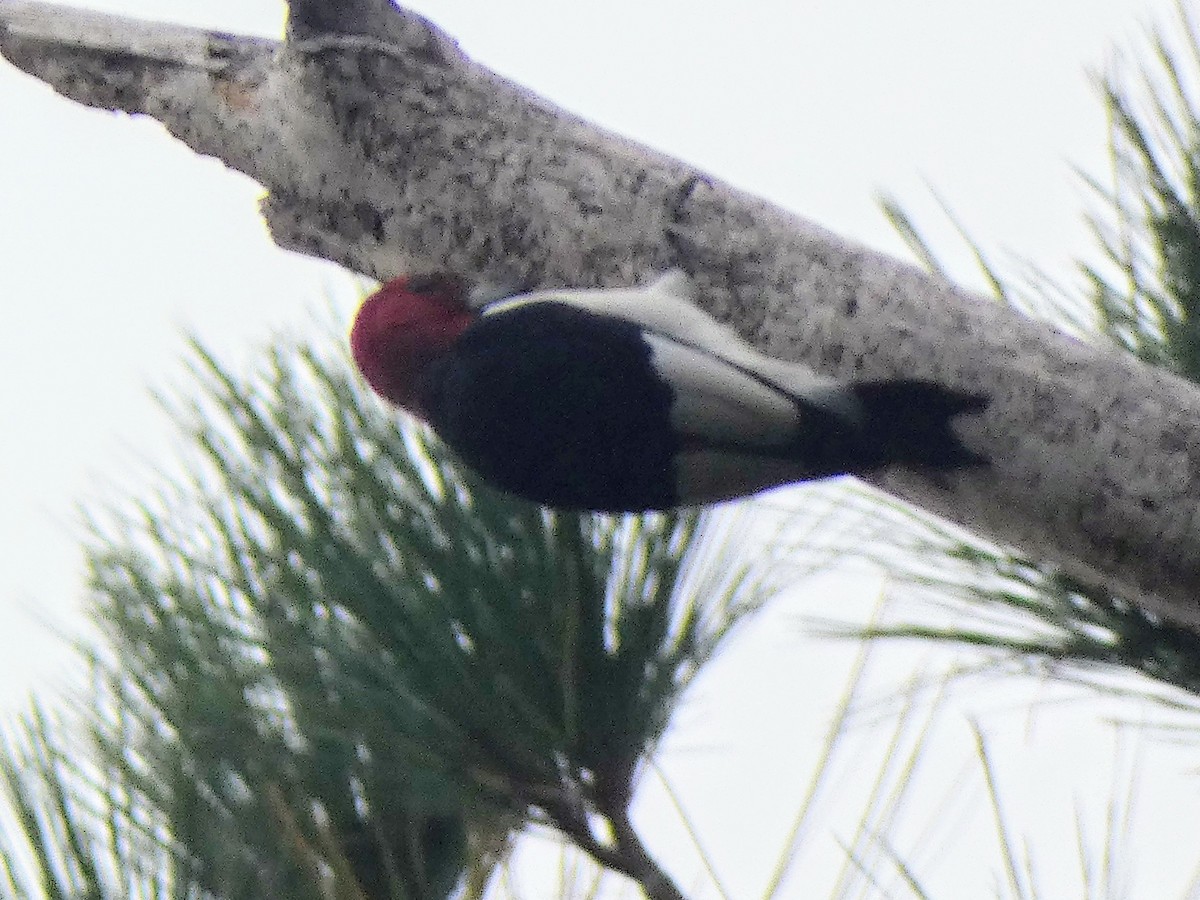 Red-headed Woodpecker - ML642390453