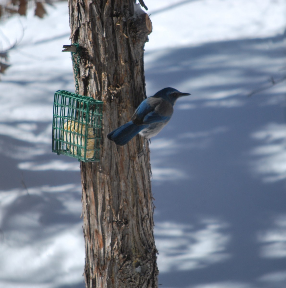 Woodhouse's Scrub-Jay - ML642390516