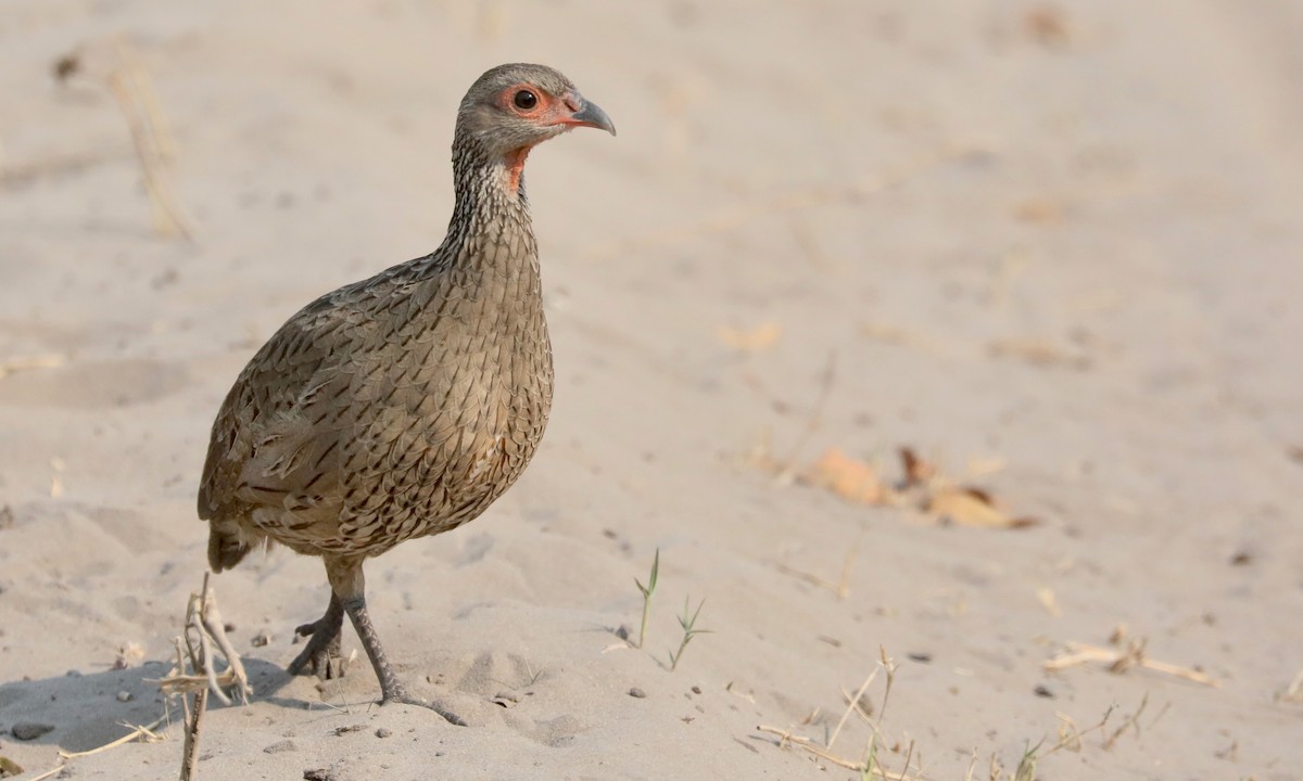 Swainson's Spurfowl - ML642390532