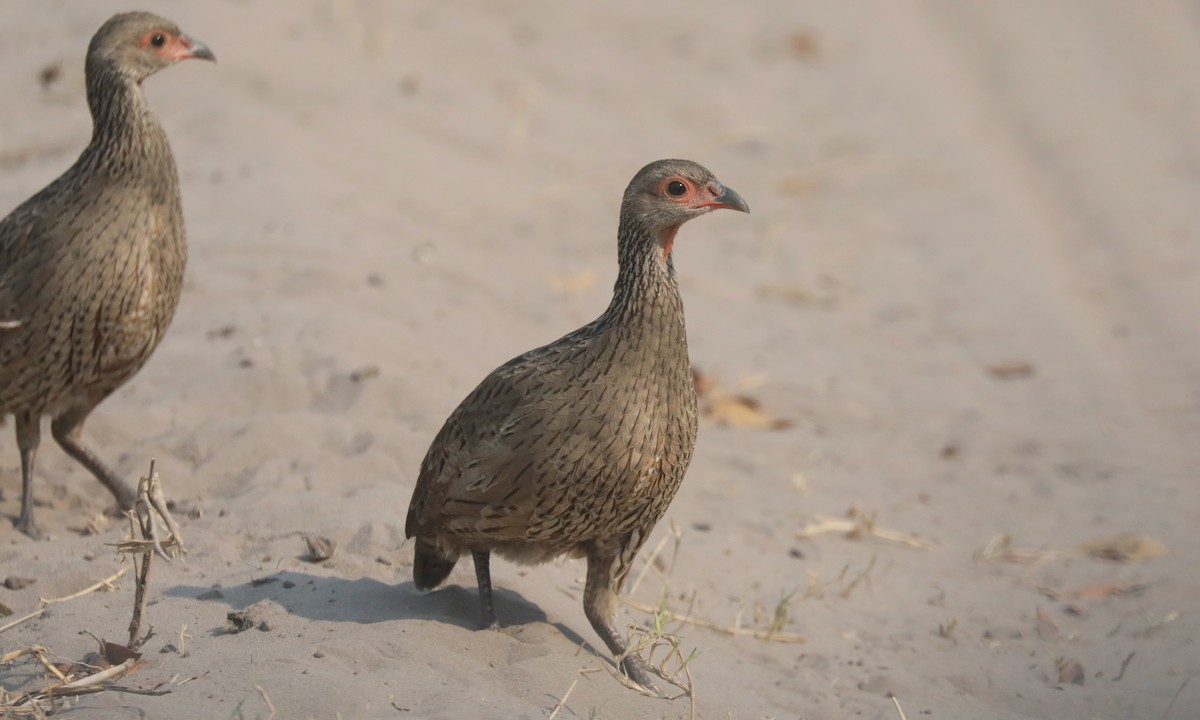 Swainson's Spurfowl - ML642390533