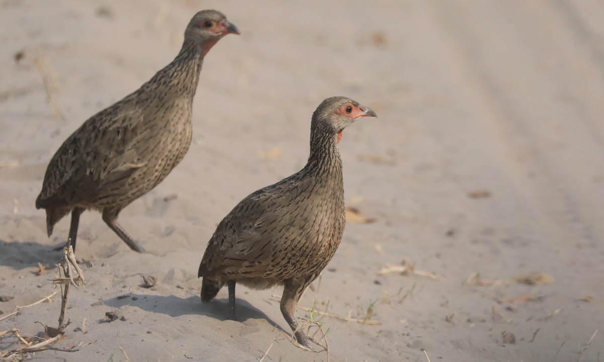 Swainson's Spurfowl - ML642390534