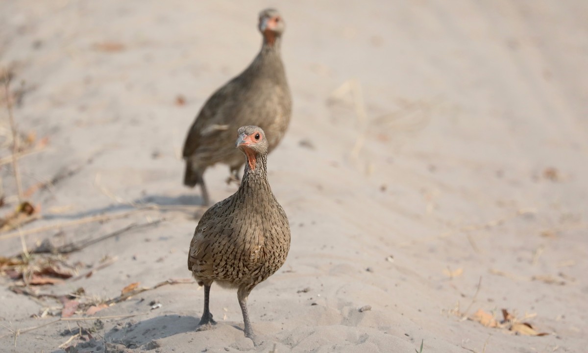 Swainson's Spurfowl - ML642390536