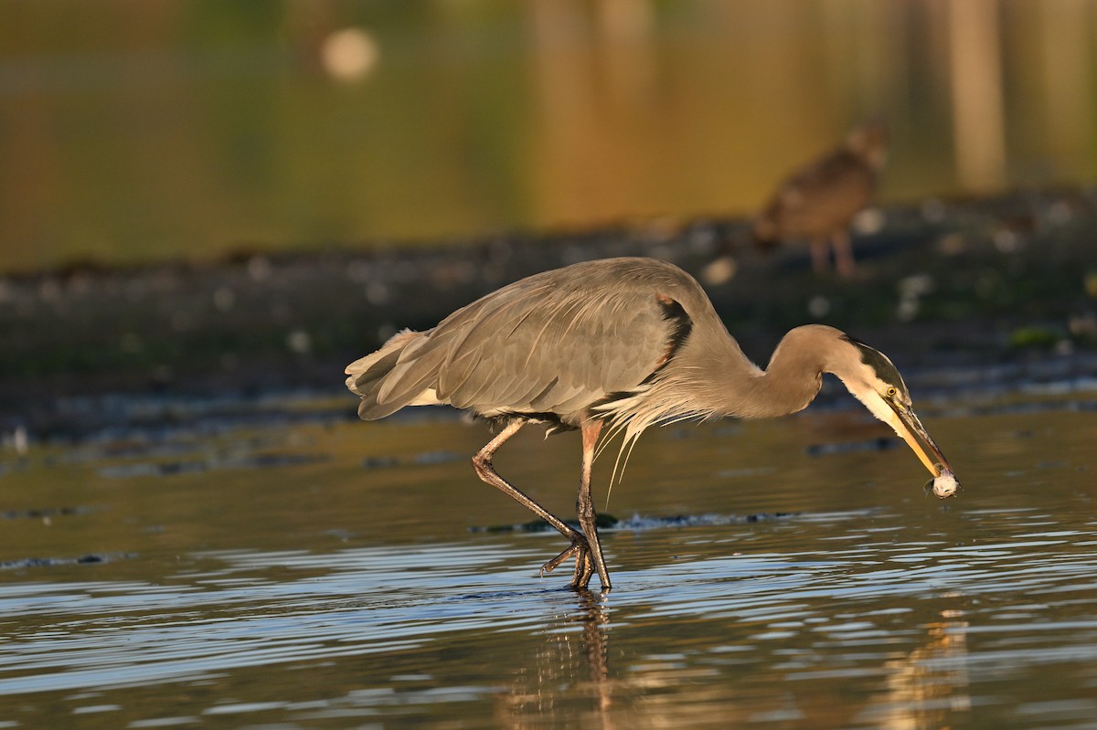 Great Blue Heron - ML642390548