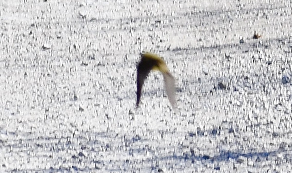 Western Yellow Wagtail - ML642390560