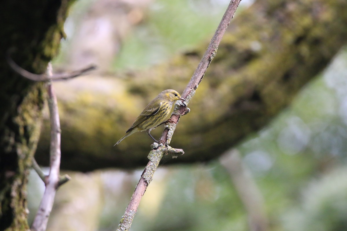 Cape May Warbler - ML642390562