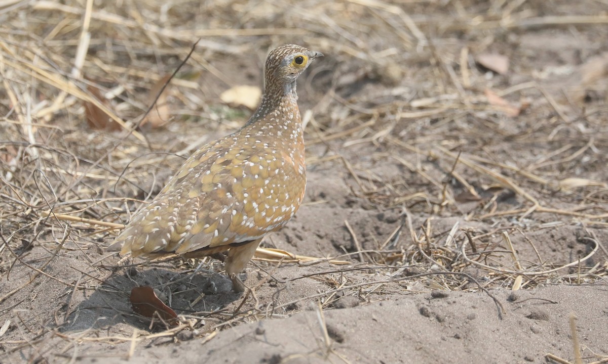 Burchell's Sandgrouse - ML642390587
