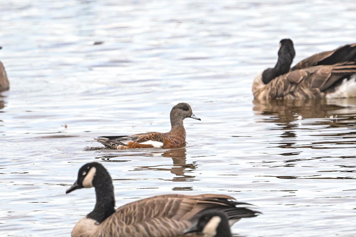 American Wigeon - ML642390591