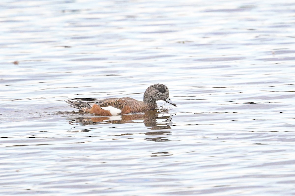 American Wigeon - ML642390593