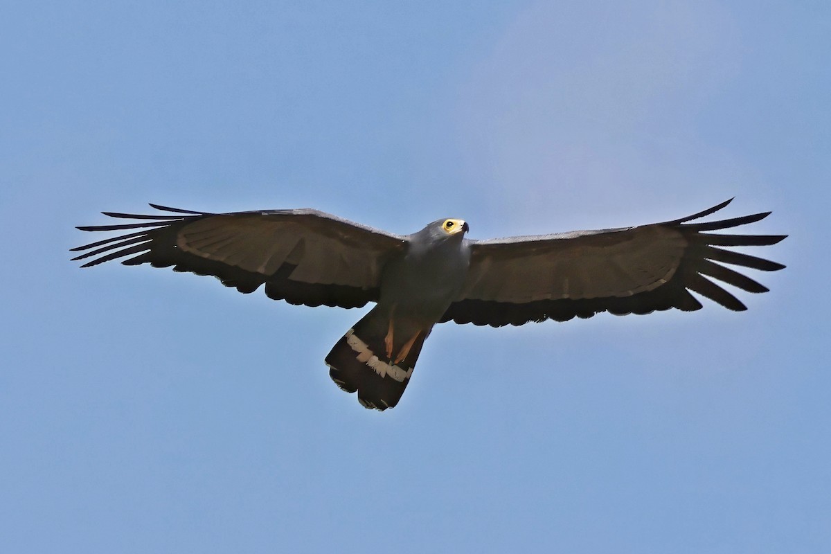 Aguilucho Caricalvo Común - ML642390597